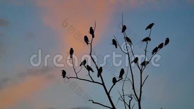 成群的乌鸦鸟秋天坐在一棵<strong>树干</strong>树枝上，橙色的夕阳<strong>剪影</strong>。 乌鸦鸟